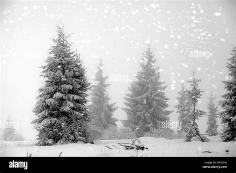 Winter landscape with snowy fir trees Stock Photo - Alamy