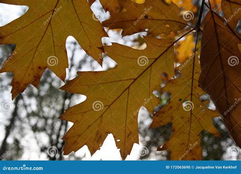 Autumn oak leaves close stock photo. Image of netherlands - 172063690