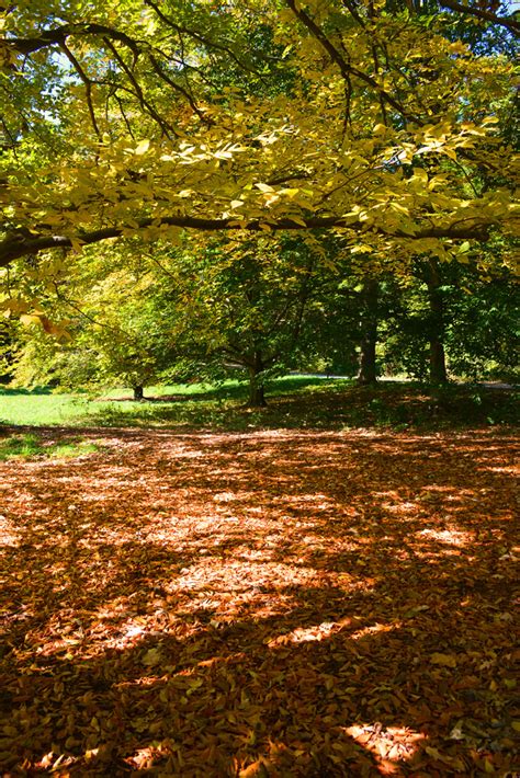 How To Make Leaf Mold Compost