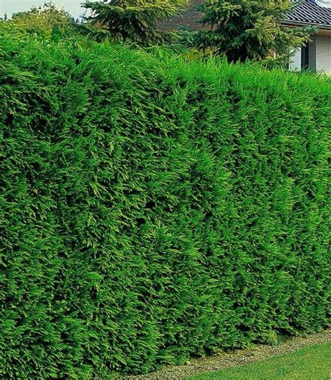 Full Shade Hedge Plants - Okejely Garden Plant