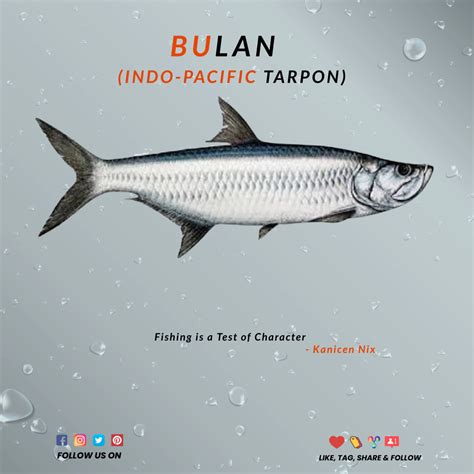 Let’s Learn About Fish: Ikan Bulan, Indo-Pacific Tarpon