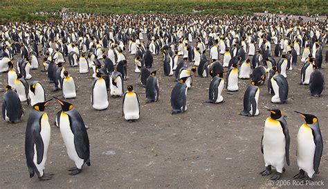 King Penguin Colony | Rod Planck Photography