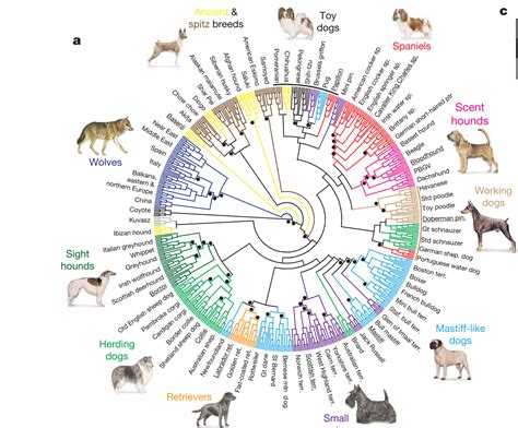 A great visualization of the inter-relations between breeds of dogs, orginally in the journal ...