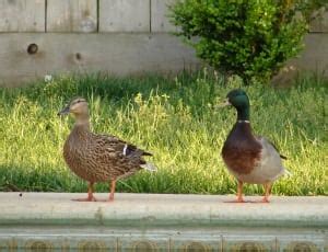 green and brown duck free image | Peakpx