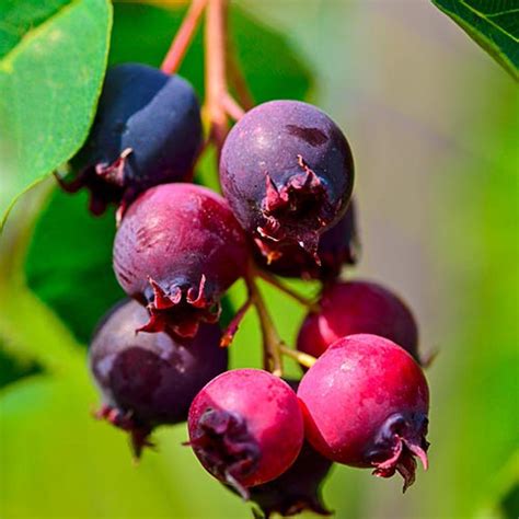 Gurney's Saskatoon Blueberry (Vaccinium), Live Bareroot Plant, White ...