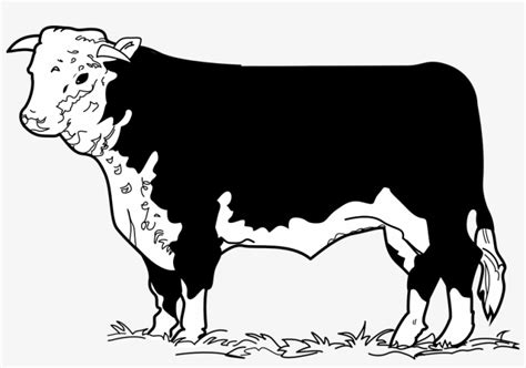 Download Beef Clipart Cow Drawing - Beef Cow Clip Art - HD Transparent ...