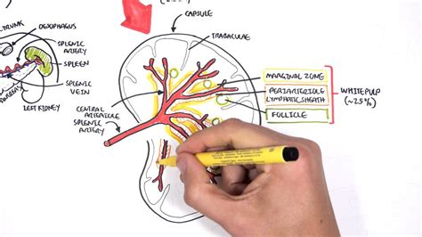 Spleen Anatomy and Physiology - YouTube