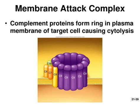 PPT - Chapter 21: Lymphatic and Immune Systems PowerPoint Presentation - ID:3045342