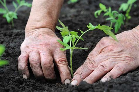 How to Grow Tomatoes from Seeds - Gardener's Path