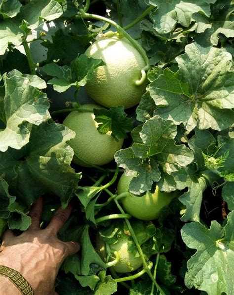 9 Tips for planting and growing Cantaloupe in your garden – OBSiGeN