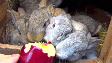 Cute flemish giant rabbits eating apple. Amazing baby bunnies - YouTube