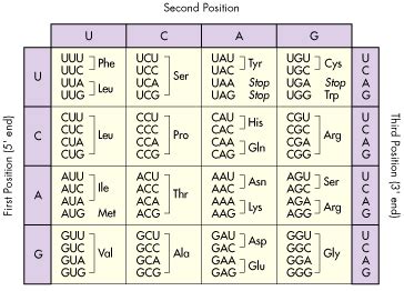 Amino Acid Chart, genetic code, DNA data, Constants and Equations ...