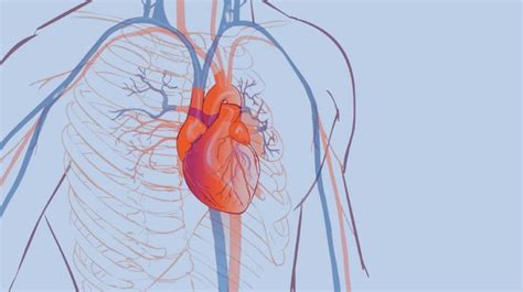 Abdominal Aortic Aneurysm Causes Treatment Options An - vrogue.co