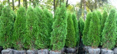 Hedging Cedar Trees - Port Kells Nurseries