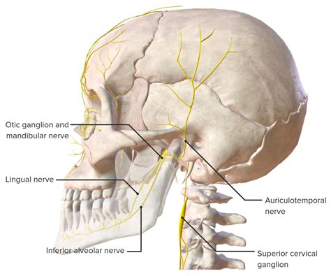 Jaw and Temporomandibular Joint: Anatomy | Concise Medical Knowledge