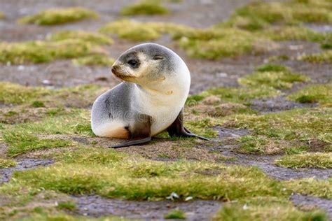 Antarctic Fur Seal Pup in South Georgia Stock Image - Image of american ...