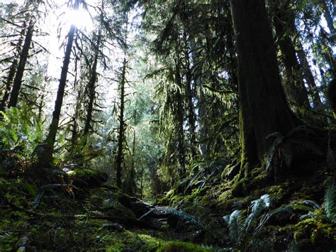 How to Visit the Hoh Rainforest - Ordinary Adventures