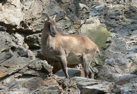 Himalayan Tahr Facts, Habitat, Diet, Life Cycle, Baby, Pictures