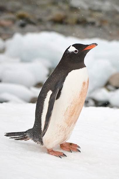 Royalty Free Penguin Feet Pictures, Images and Stock Photos - iStock