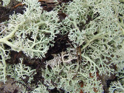 Reindeer Lichen - Cladonia rangiferina Photograph by Carol Senske - Pixels