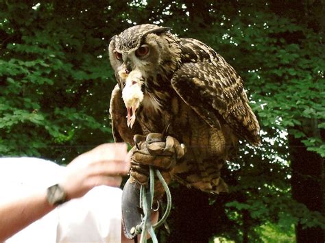 Eagle Owl Eating 2007 by RoxieFang on DeviantArt