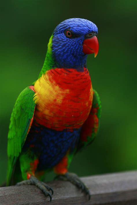 Beautiful and colorful lory bird, Jurong Bird Park Singapo… | Flickr