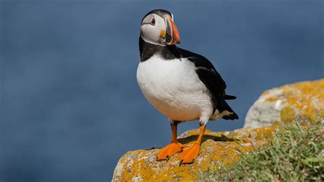 Atlantic Puffin | Audubon Field Guide