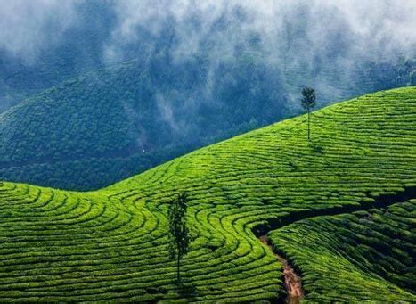 Kolukkumalai Tea Estate Munnar, Kerala