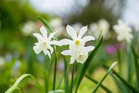 Narcissus Flower Meanings, Symbolism, and Mythology | UniGuide