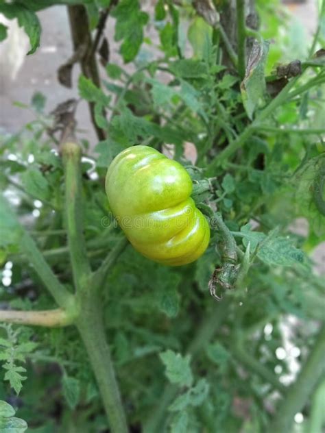 The Tomato is Fruit or Vegetable Stock Image - Image of gourd, crop ...