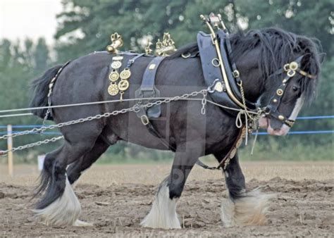 Horse Harnessing: A Step-by-Step Guide - Equestriguide