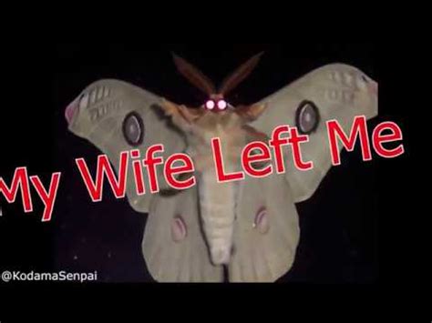 MOTH LÄMP MEME / MOTH AND LAMP MEMES Compilation | Moth Lamp | Know Your Meme