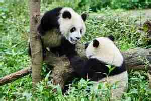 The Giant Panda’s Breeding (7 Things You Should Know)