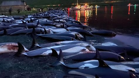 Faroe Islands reviewing traditional dolphin hunt following slaughter