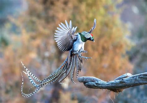 Lady Amherst Pheasants (Chrysolophus amherstiae) - Democratic Underground Forums