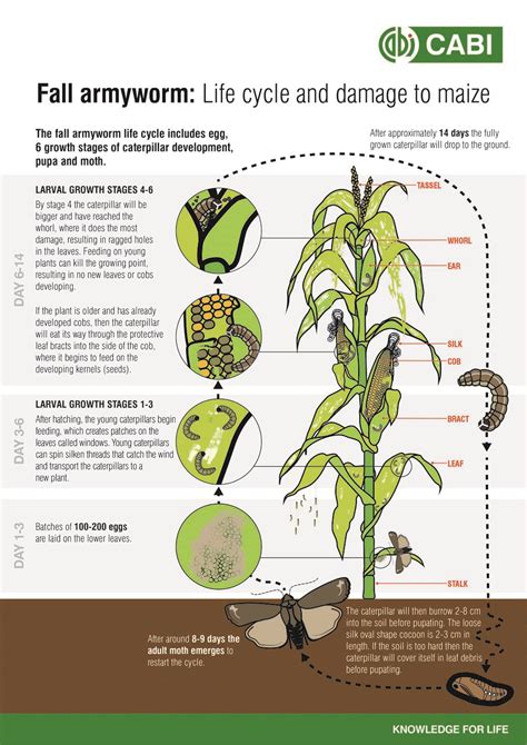 Backgrounder: Fall armyworm - Farm Radio ScriptsFarm Radio Scripts