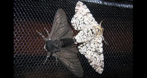 Directional Selection Peppered Moth