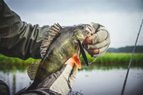 Basics of Perch Fishing