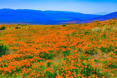 Family-Friendly Wildflower Hikes in the USA ⋆ Back Road Ramblers