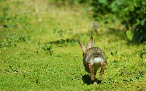 The Rabbit Chase Dilemma: How Leaders Can Stay Focused and Win the Race ...