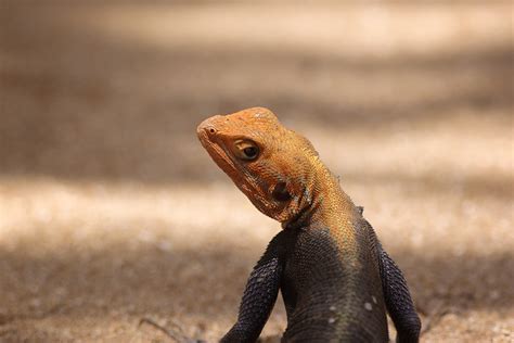 The Ruins of the Moment: Agama lizard on the coast of Ghana — Photos by Pete McGregor