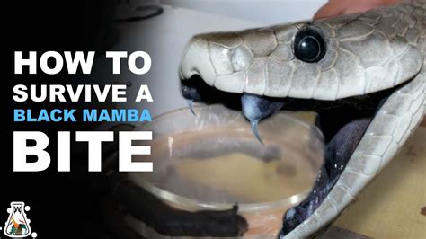 Black Mamba Snake Bite