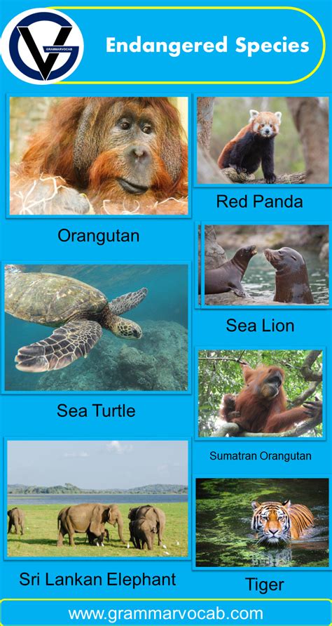 Animals Endangered Species List - GrammarVocab