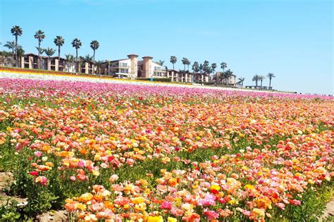 Carlsbad Flower Fields 2024 Tickets - Alica Geraldine