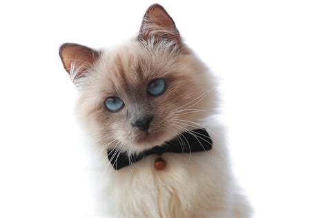 5 Spectacular Colorpoint Cat Breeds - Wise Kitten