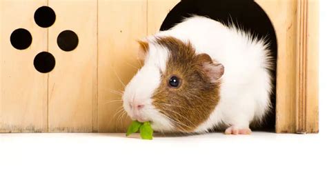 Guinea Pig Cage Size Guide: How Much Space Do They Really Need? - LittleGrabbies