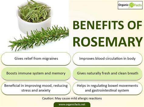 BENEFITS OF ROSEMARY HERB – Gwenyth Santagate