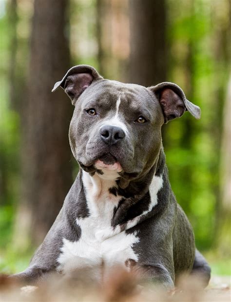 American Staffordshire Terrier: Temperament, training, weight, coat colours