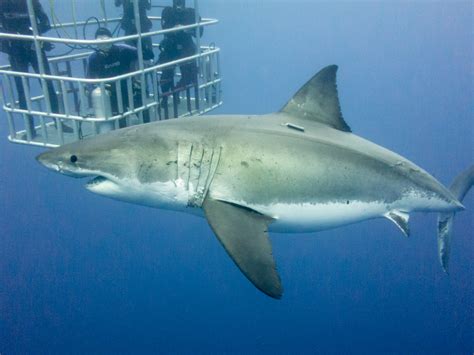 Shark Tourism under discussion - SharkNewz