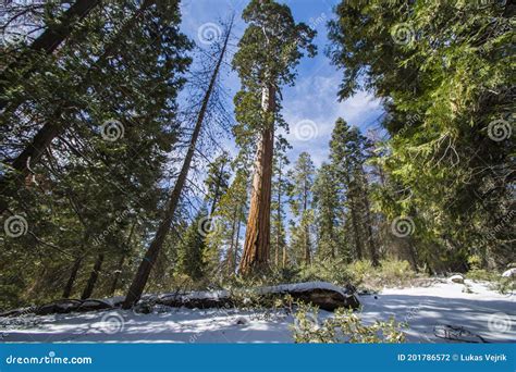 Sequoia Tree in Sequoia National Park during Winter, California Stock Photo - Image of outdoors ...